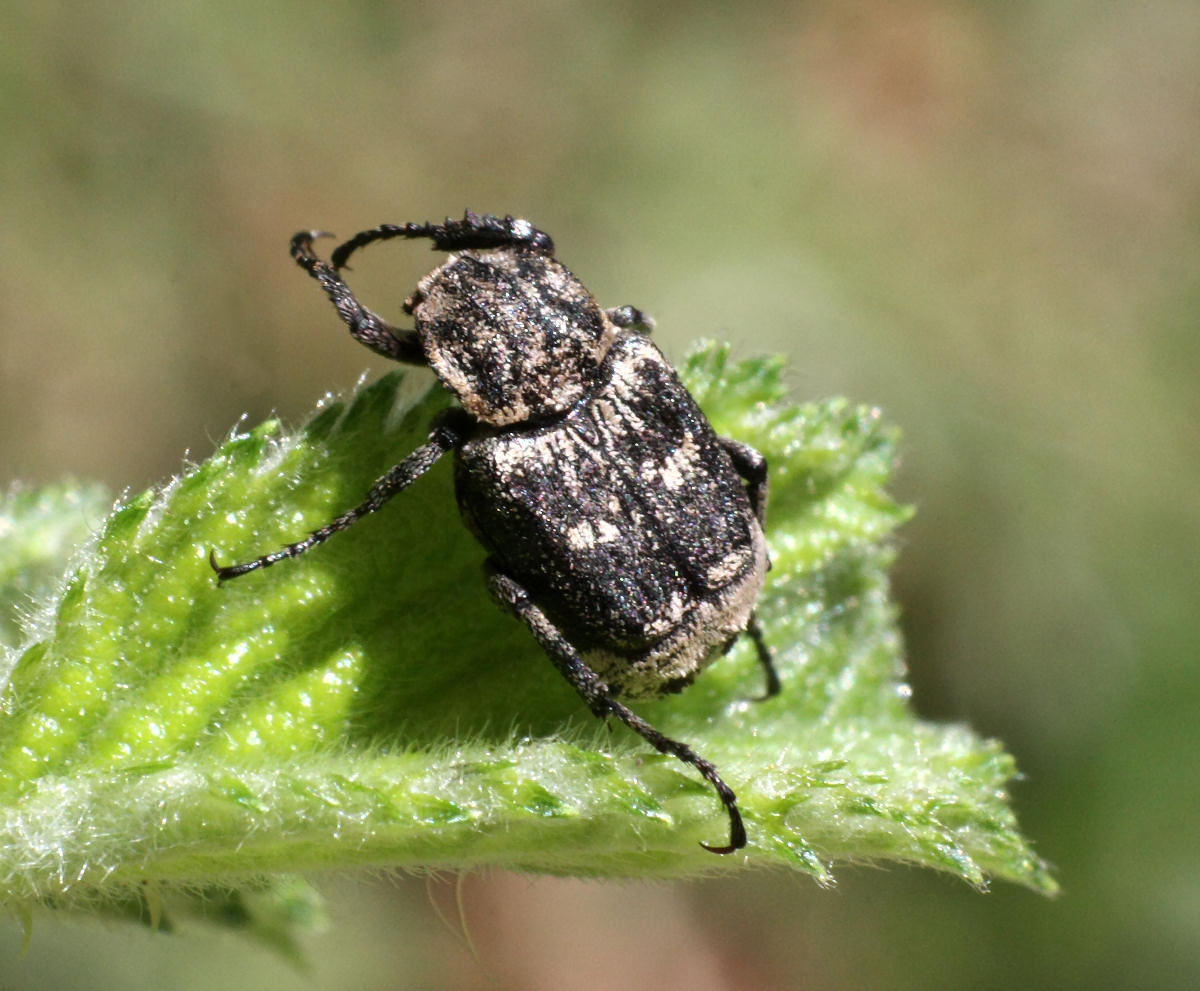 coleottero da identificare - Valgus hemipterus